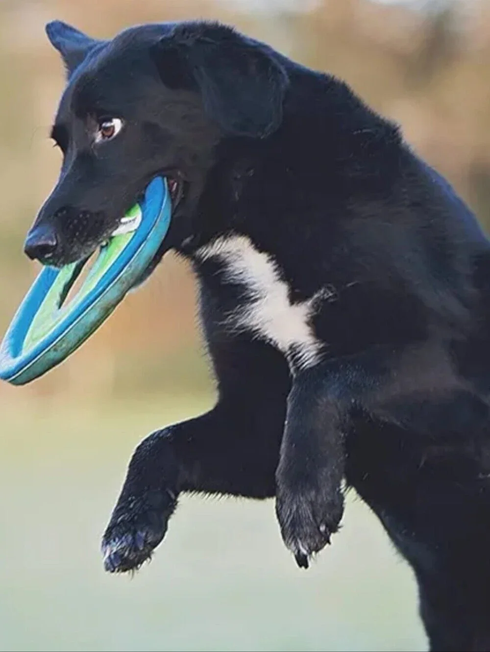 Chuckit! Zipflight Dog Disc - Bright Green
